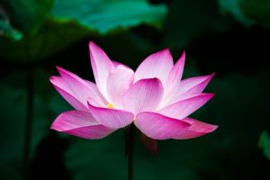 une fleur de lotus pour créer une belle séance d'autohypnose